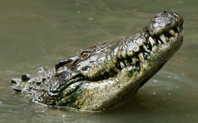 Un crocodile dans votre cerveau